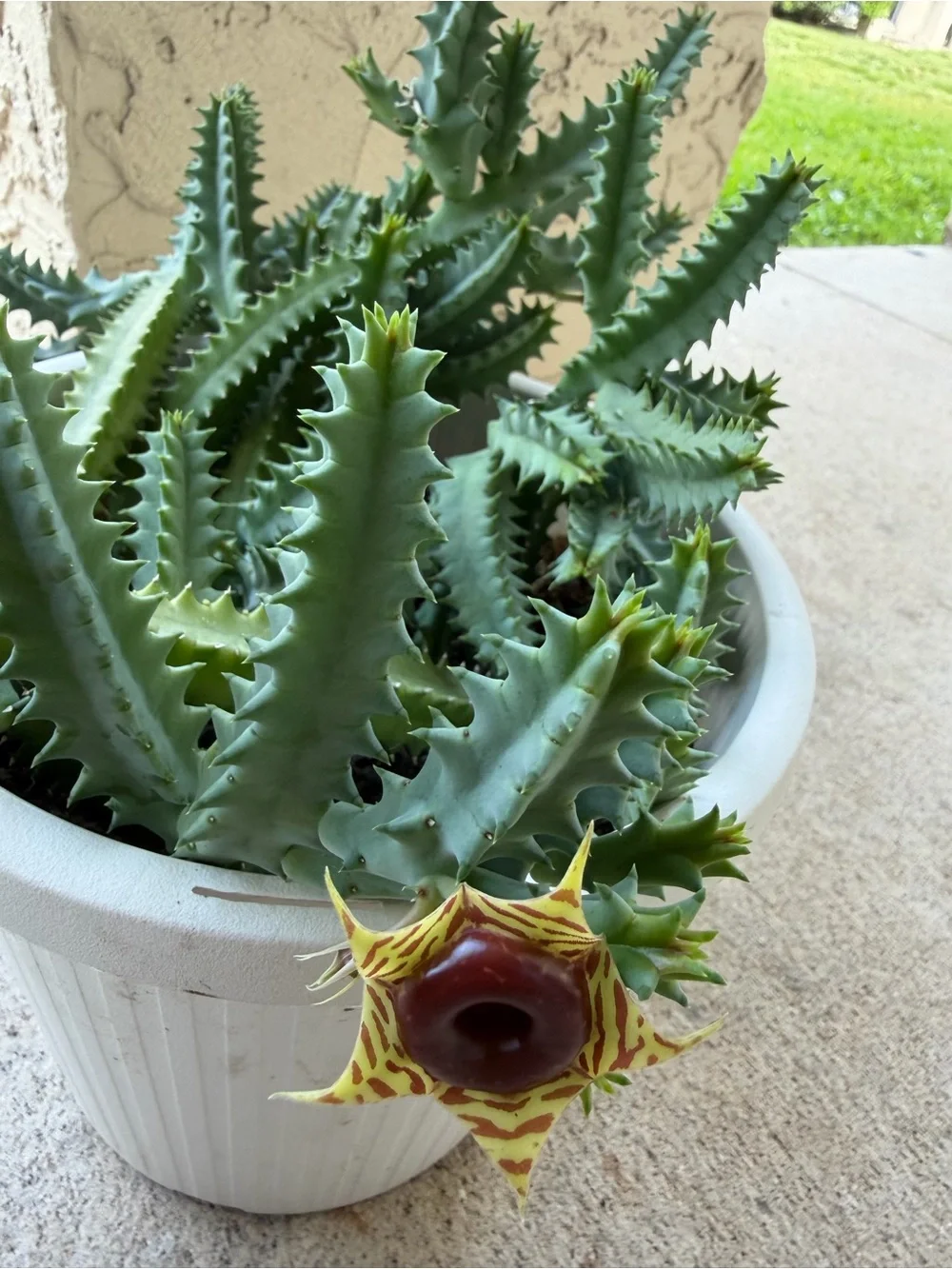 Lifesaver Cactus Huernia/Stapelia cuttings